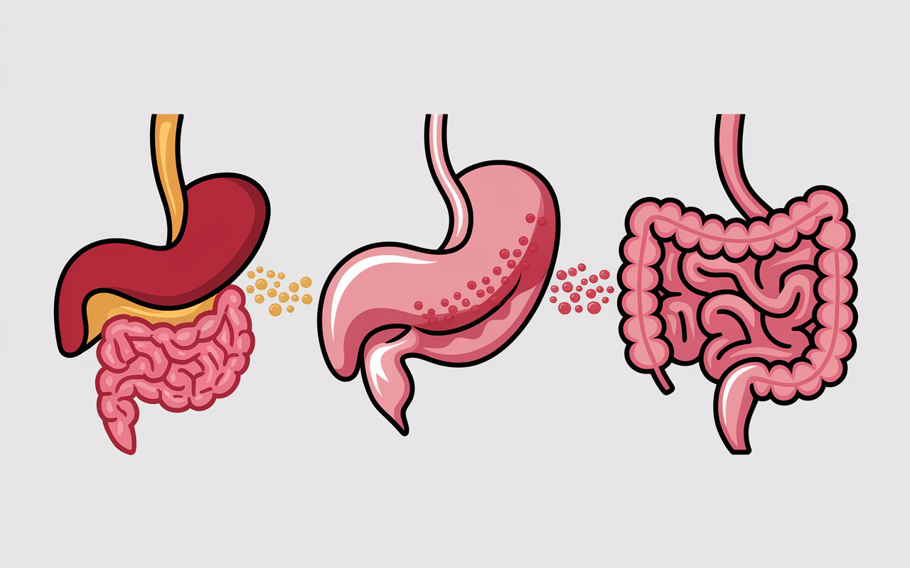 Schéma médical épine calcanéenne et foie intestin
