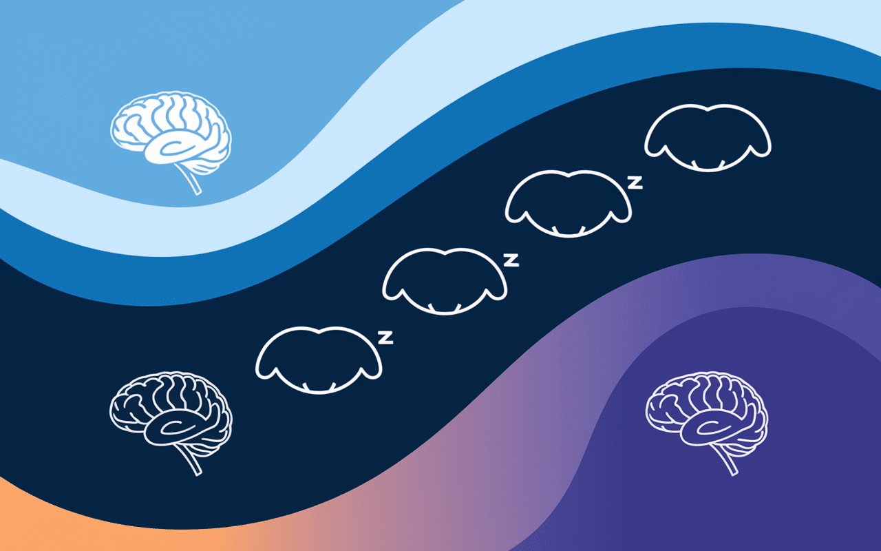 Phases du cycle de sommeil illustrées