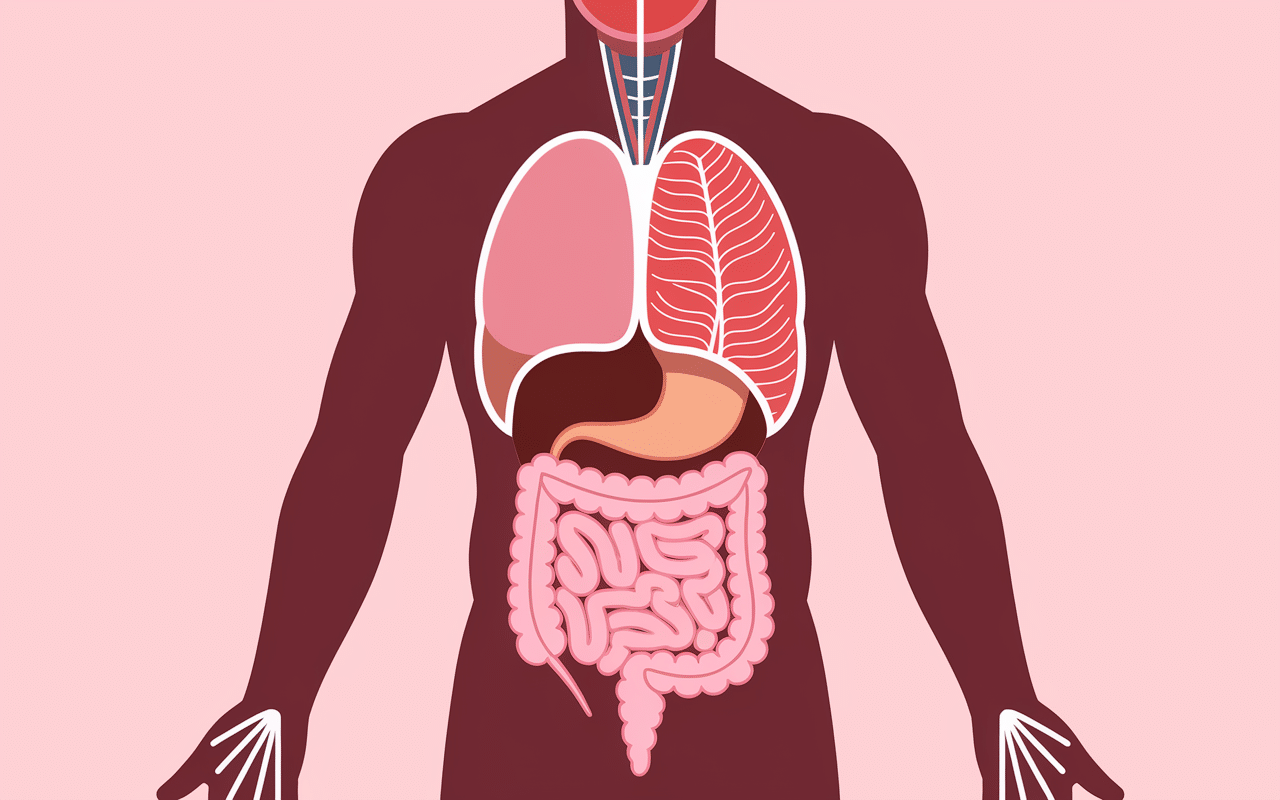 douleur psoas et intestin, coupe simplifiée muscle et intestins
