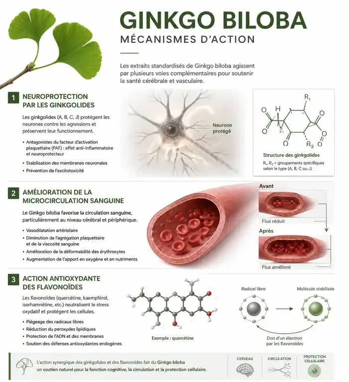 Infographie des bienfaits du ginkgo biloba sur la santé