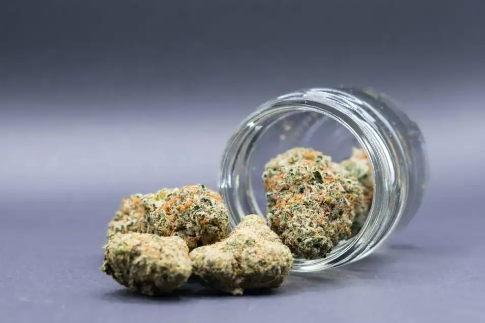 reconnaître fleurs de CBD de qualité