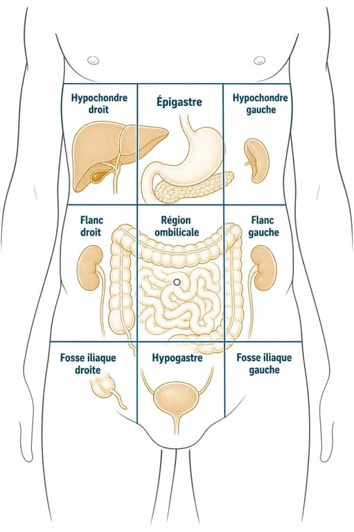 Schéma anatomique des organes du corps humain dans le ventre